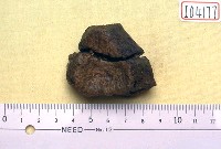 藏品(早坂犀肢骨碎片)的圖片